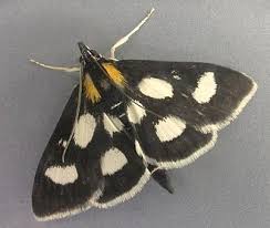 Attēlu rezultāti vaicājumam “Anania funebris”