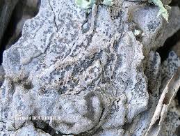 Attēlu rezultāti vaicājumam “Arthonia leucopellaea”