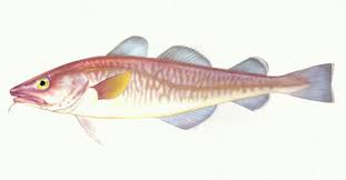 Image result for Gadus macrocephalus