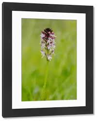 Attēlu rezultāti vaicājumam “Orchis ustulata”