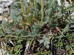 Image result for Alpenmohn