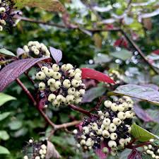 Attēlu rezultāti vaicājumam “Cornus sericea fruit”