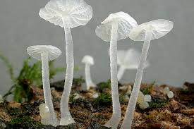 Attēlu rezultāti vaicājumam “Delicatula integrella”