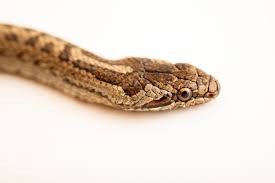 Attēlu rezultāti vaicājumam “Coronella austriaca”