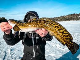 Image result for Lota lota