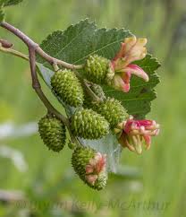 Attēlu rezultāti vaicājumam “Alnus incana female flower”