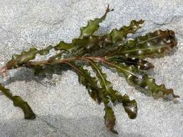 Attēlu rezultāti vaicājumam “Potamogeton compressus leaf”