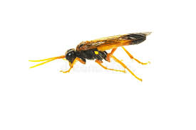 Attēlu rezultāti vaicājumam “Tenthredo campestris female”