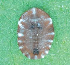 Attēlu rezultāti vaicājumam “Aleurochiton aceris”