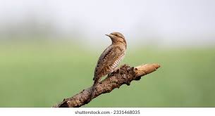 Image result for Jynx torquilla