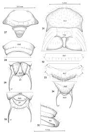 Attēlu rezultāti vaicājumam “Bolitophagus reticulatus larva”