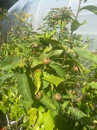 Attēlu rezultāti vaicājumam “Mespilus germanica”