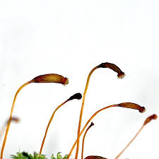 Attēlu rezultāti vaicājumam “Herzogiella seligeri sporophyte”