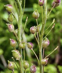 Attēlu rezultāti vaicājumam “Bunias orientalis flower”