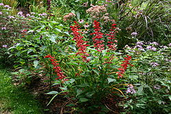 Image result for Salvia splendens