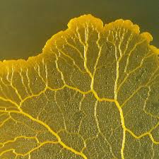 Attēlu rezultāti vaicājumam “Physarum bivalve plasmodium”