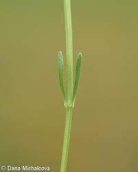 Attēlu rezultāti vaicājumam “Centaurium littorale leaf”