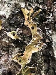 Attēlu rezultāti vaicājumam “Plectocarpon lichenum”