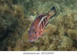 Image result for Serranus atricauda