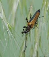 Attēlu rezultāti vaicājumam “Anogcodes melanurus”