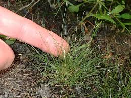 Attēlu rezultāti vaicājumam “Eleocharis acicularis”