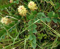 Attēlu rezultāti vaicājumam “Astragalus glycyphyllos flower”