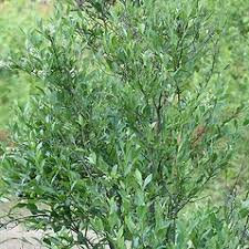 Attēlu rezultāti vaicājumam “Lignydium muscorum young”