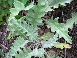 Attēlu rezultāti vaicājumam “Cirsium acaule leaf”