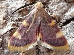 Attēlu rezultāti vaicājumam “Hypsopygia costalis”