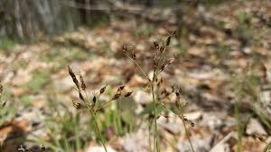 Attēlu rezultāti vaicājumam “Luzula luzuloides fruit”