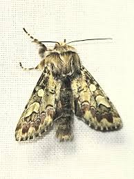 Attēlu rezultāti vaicājumam “Panolis flammea”