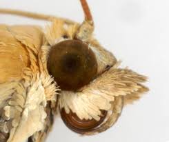 Attēlu rezultāti vaicājumam “Sitochroa verticalis”