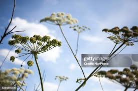 Attēlu rezultāti vaicājumam “Heracleum sosnowskyi flower”