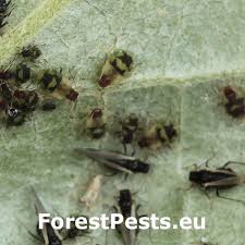 Attēlu rezultāti vaicājumam “Chaitophorus populeti”