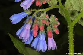 Attēlu rezultāti vaicājumam “Symphytum asperum”