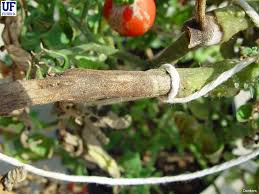 Attēlu rezultāti vaicājumam “Diderma rufostriatum”