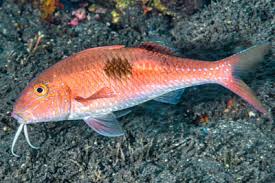 Image result for Parupeneus cyclostomus