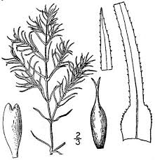 Attēlu rezultāti vaicājumam “Najadaceae”