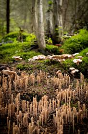 Attēlu rezultāti vaicājumam “Clavariadelphus ligula”