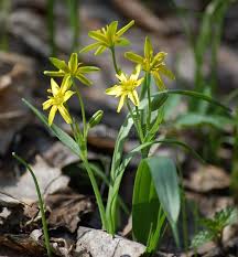 Attēlu rezultāti vaicājumam “Gagea pratensis flower”