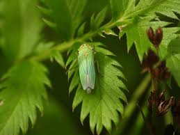 Attēlu rezultāti vaicājumam “Cicadella viridis female”