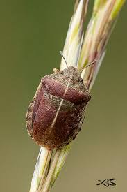 Attēlu rezultāti vaicājumam “Eurygaster testudinaria imago”