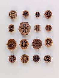 Attēlu rezultāti vaicājumam “Juglans x sinensis”