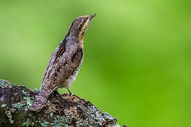 Attēlu rezultāti vaicājumam “Jynx torquilla adult”