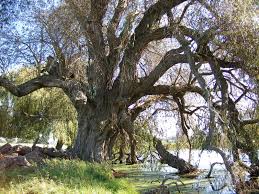 Attēlu rezultāti vaicājumam “Salix x doniana”