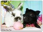 This is Your Last Chance to Book Easter Brunch Reservations | SideDish
