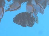 Image result for Schedophilus ovalis