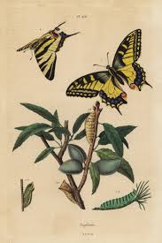 Attēlu rezultāti vaicājumam “Papilio machaon”