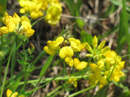 Attēlu rezultāti vaicājumam “Lotus corniculatus flower”