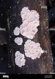 Attēlu rezultāti vaicājumam “Corticium roseum”